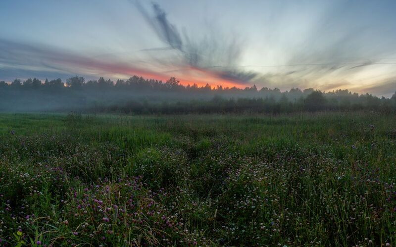 Поле клевера в тумане фото превью