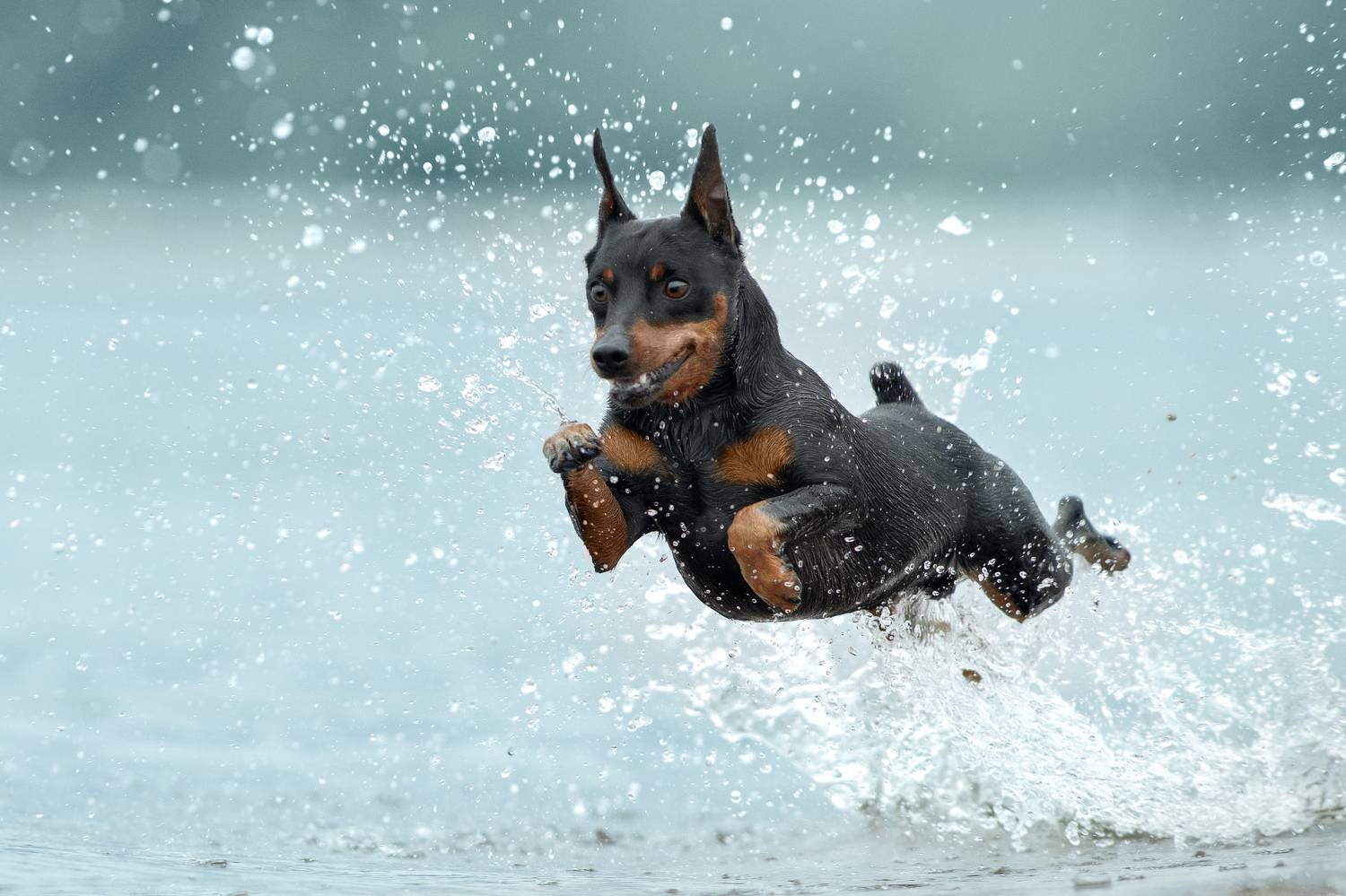 , Светлана Писарева