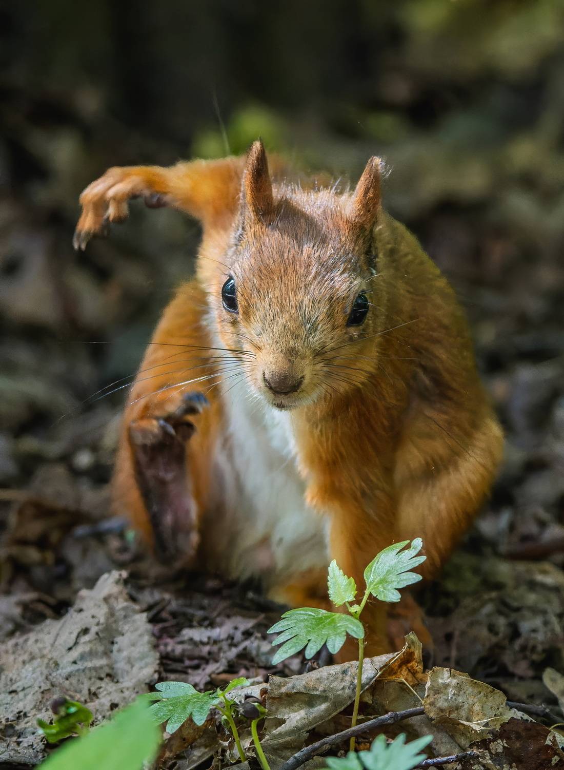 , Дэм Константин