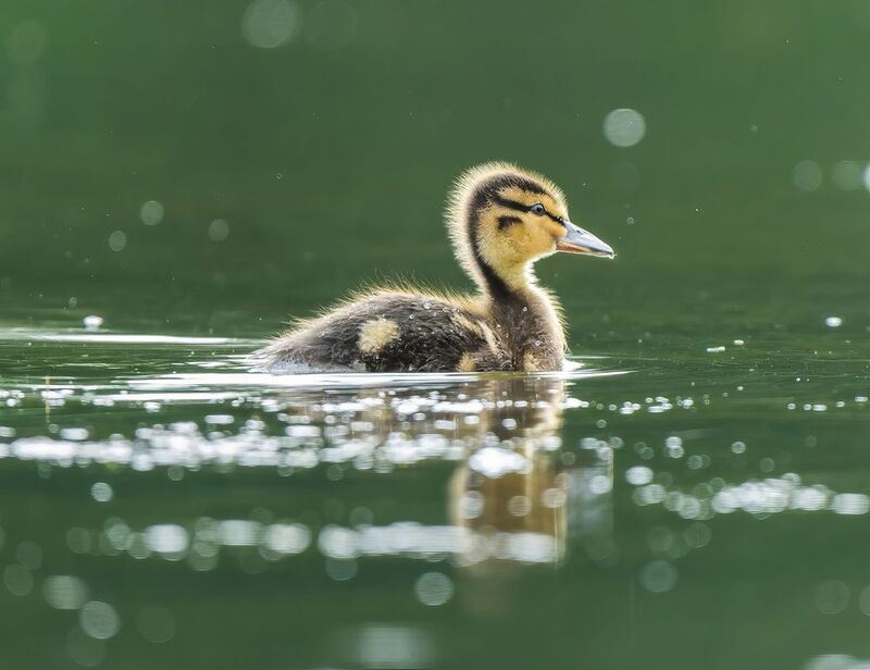 *** фото превью