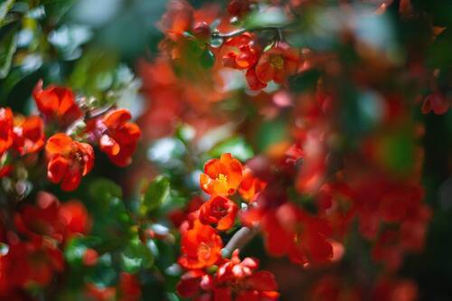 Яркое цветение айвы