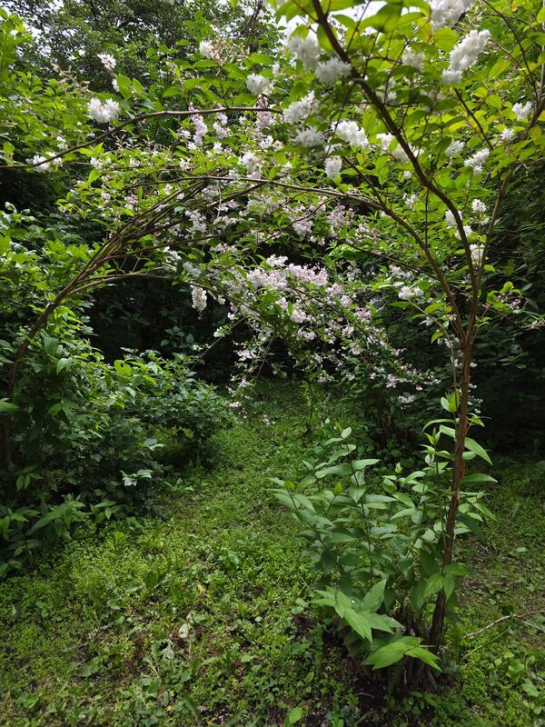 Парк культуры,  лето В летнем парке фото превью