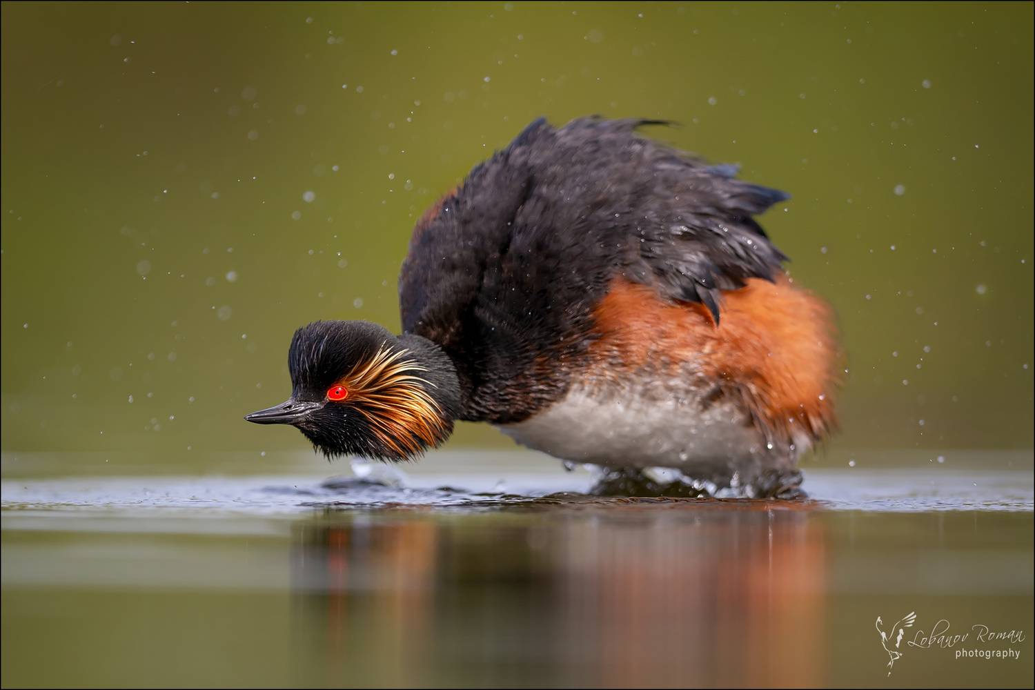 , Лобанов Роман