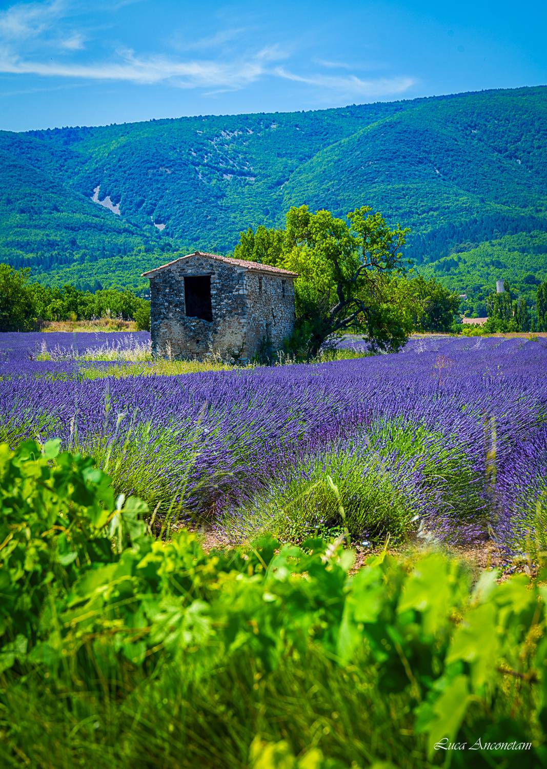 france provence lavender landscape nature field, Anconetani Luca