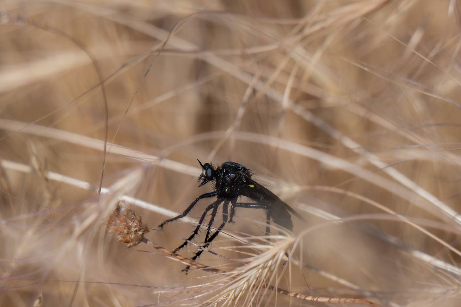 butterflies, insects, Sajkovski Dejan