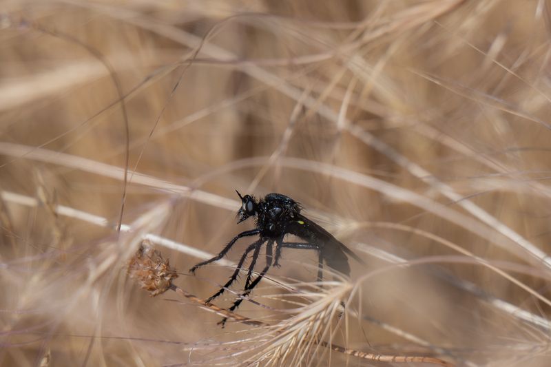 butterflies, insects Nature | Wildlife Photography | Adventure фото превью