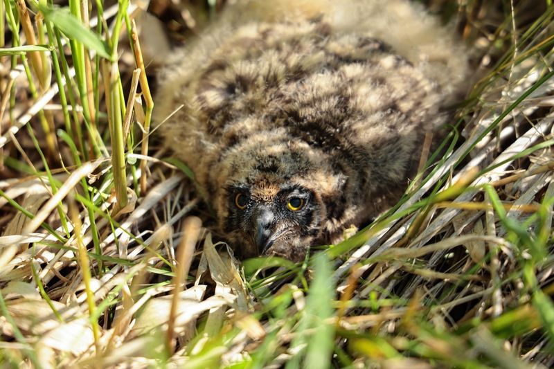 Совенок болотной совы фото превью