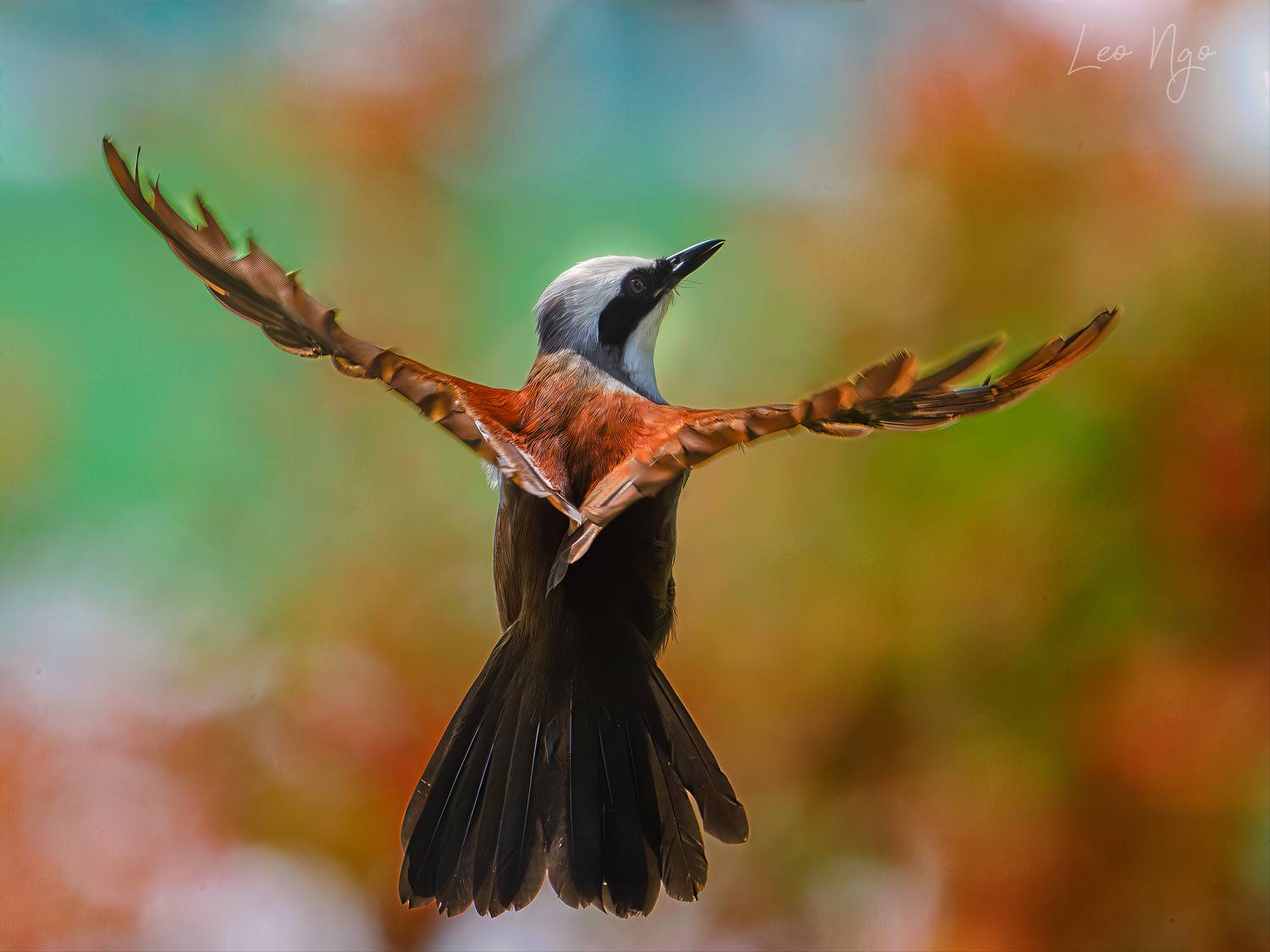 , Ngo Hoang Nguyen - Leo Ngo