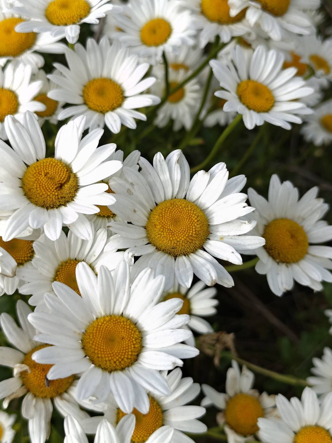 , Кондрашова Светлана