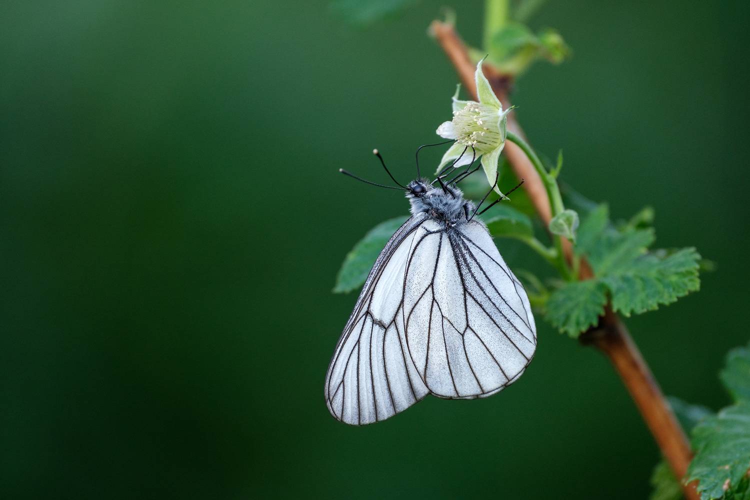 , Бодрягин Виталий