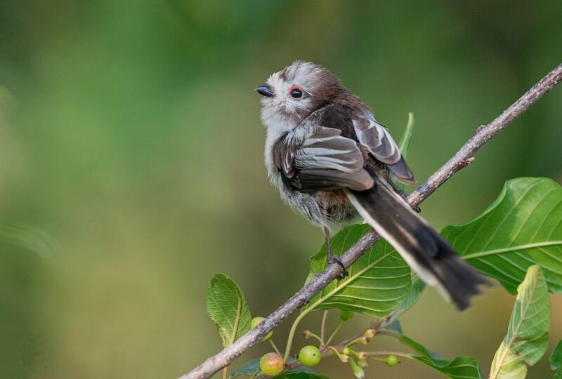 синица, ополовник, птицы, весна, лето, фотоохота Юный длиннохвостик фото превью