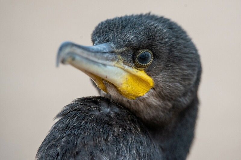 Бакланы на отдыхе фото превью