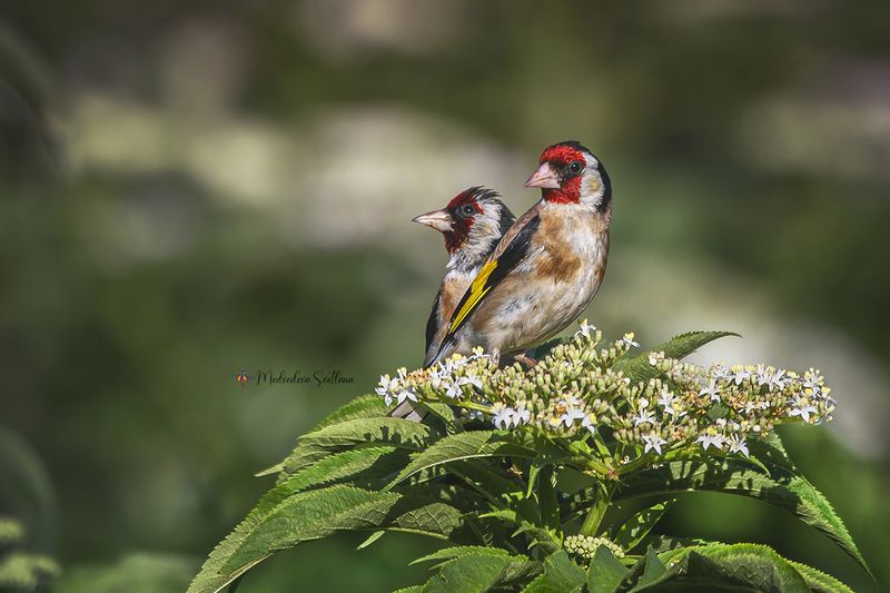 Двое из ларца. фото превью