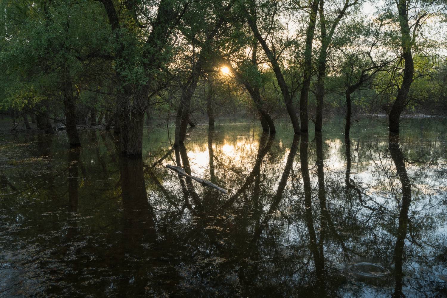 , Алексей Проняхин