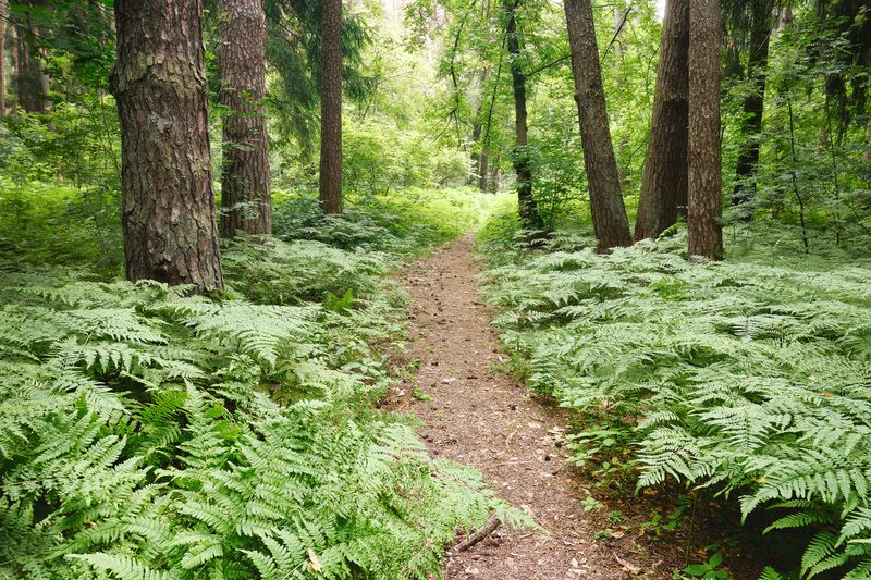 лес, деревья, листва, свет В летнем лесу фото превью