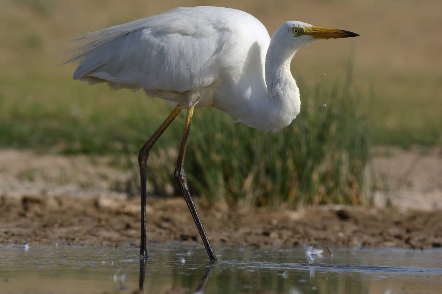 Большая белая цапля, Сергей Шкарупо