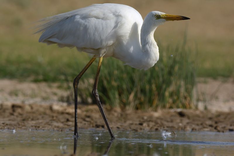 Большая белая цапля Жарко, хочется пить фото превью