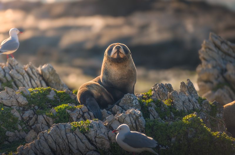 Fur, seal, animals, wildlife, photography, trip, outdoors, landscape, daytime, new zealand Fur Seal фото превью