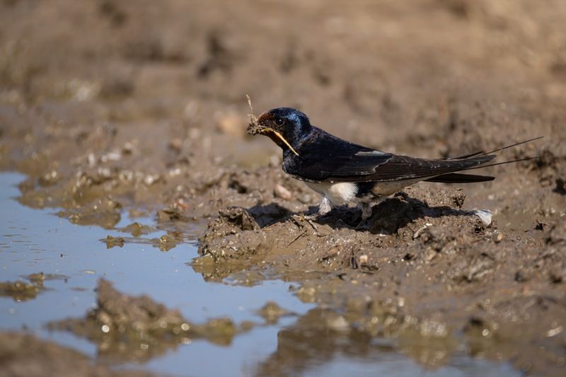 деревенская ласточка, ласточка, птицы Строительство гнезда фото превью