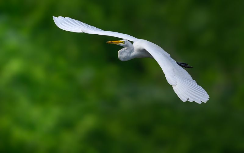 Great egret фото превью