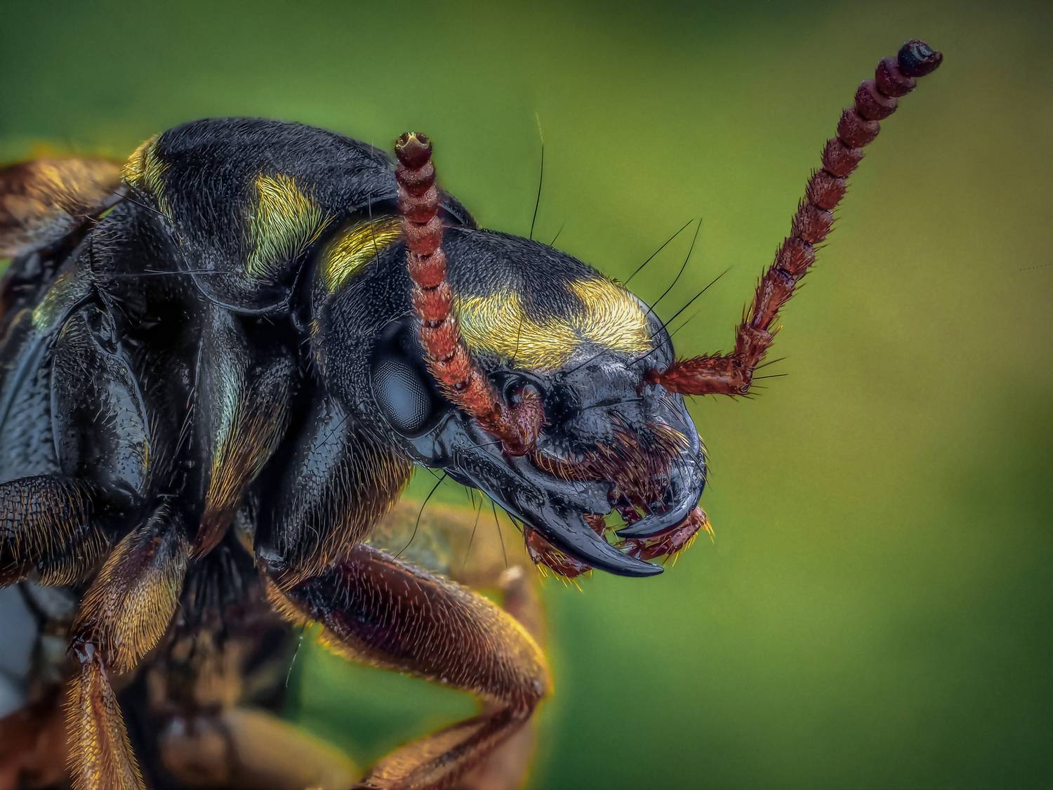 , Олег Савицкий