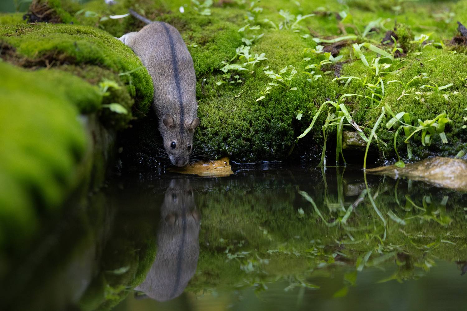 , Марат Кучкаев