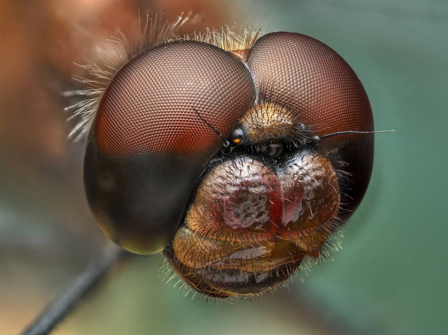 , Олег Савицкий