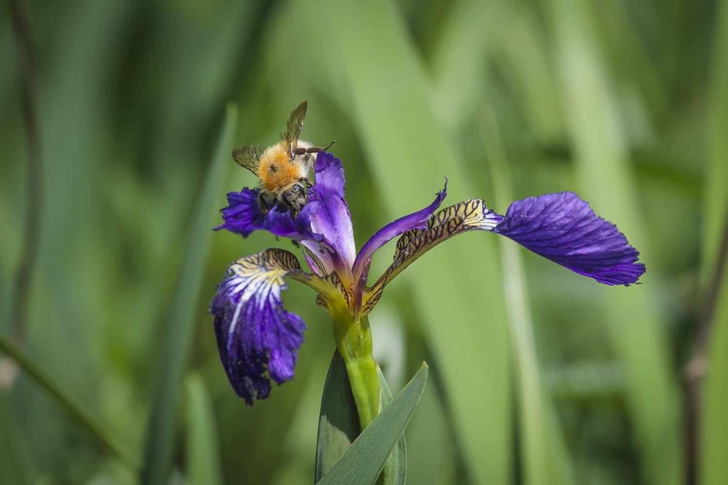 шмель, ирис, Уткин Дмитрий