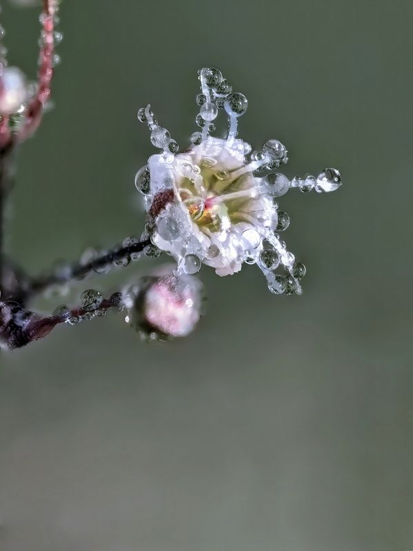 Перекати поле в росе фото превью
