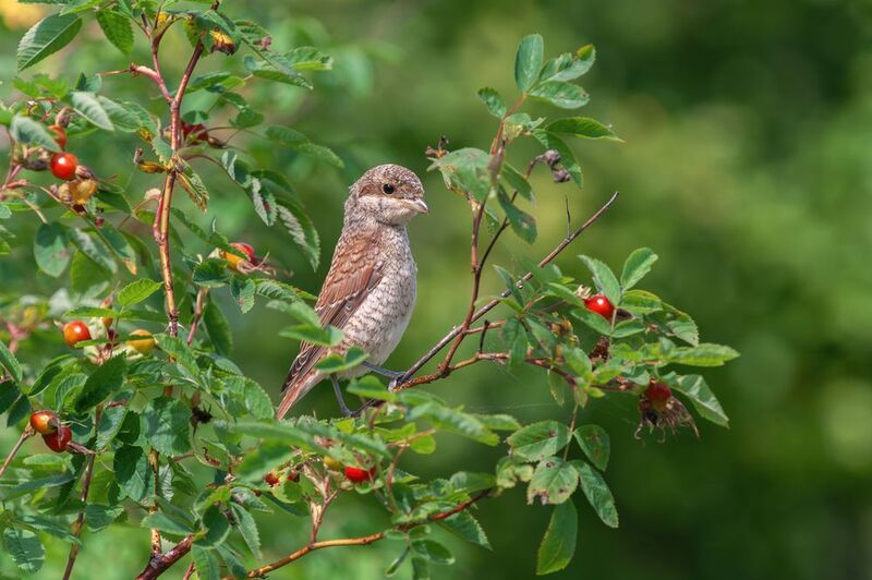 обыкновенный, жулан;, сорокопут-жулан;, red-backed, shrike;, lanius, collurio; Бесстрашный охотник фото превью