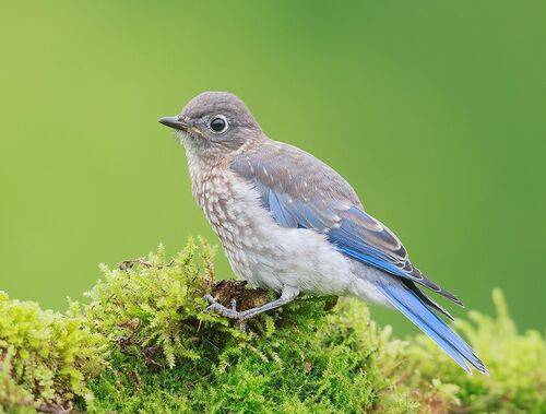 juvenile. Bluebird - cлеток, Восточная сиалия