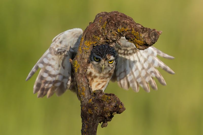 *** фото превью