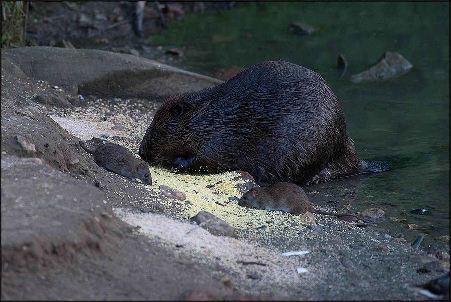 москва, июнь, парк, пруд, бобр, крысы, АНАТОЛИЙ ДОВЫДЕНКО