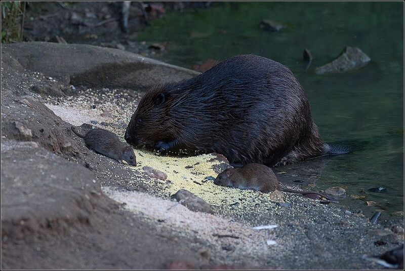 москва, июнь, парк, пруд, бобр, крысы Совместная трапеза фото превью