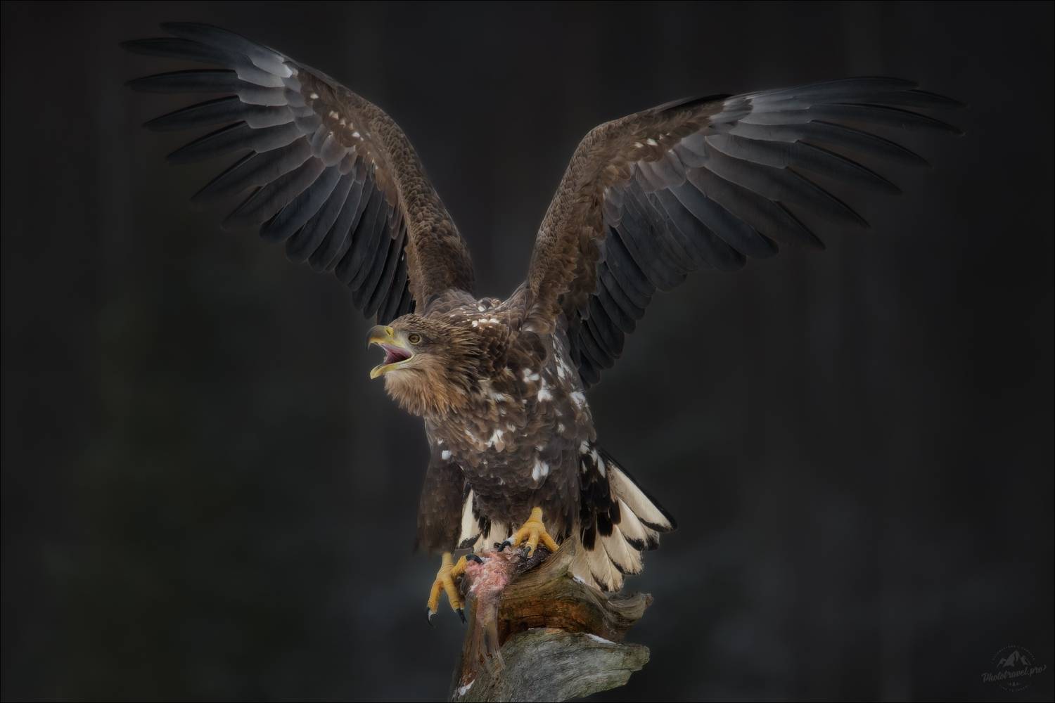 орлан, орлан-белохвост, заказник красный бор, фототур в красный бор,сероватень, haliaeetus albicilla, Влад Соколовский