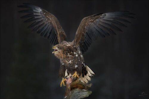 Хищный крик