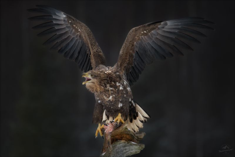 орлан, орлан-белохвост, заказник красный бор, фототур в красный бор,сероватень, haliaeetus albicilla Хищный крик фото превью