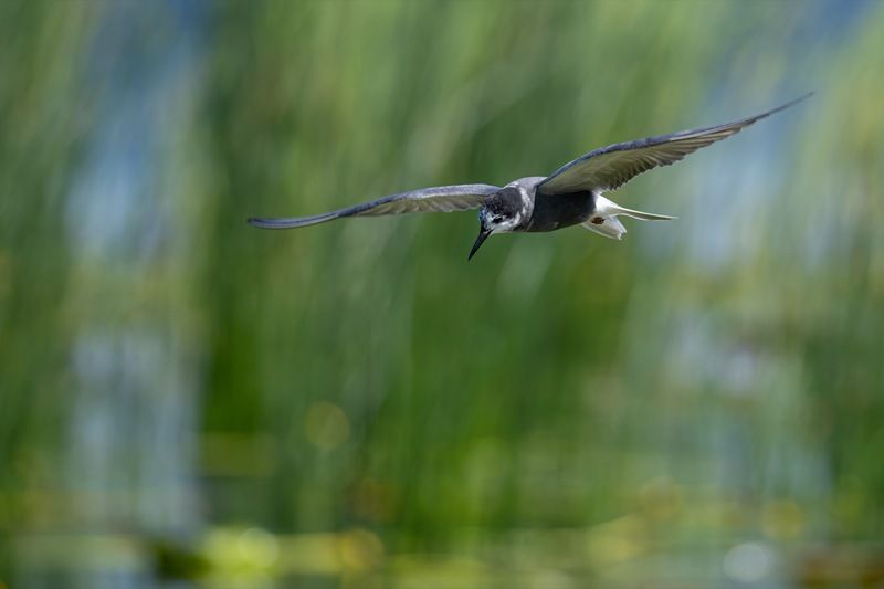 черная крачка, крачка, чайка, птицы Черная крачка фото превью