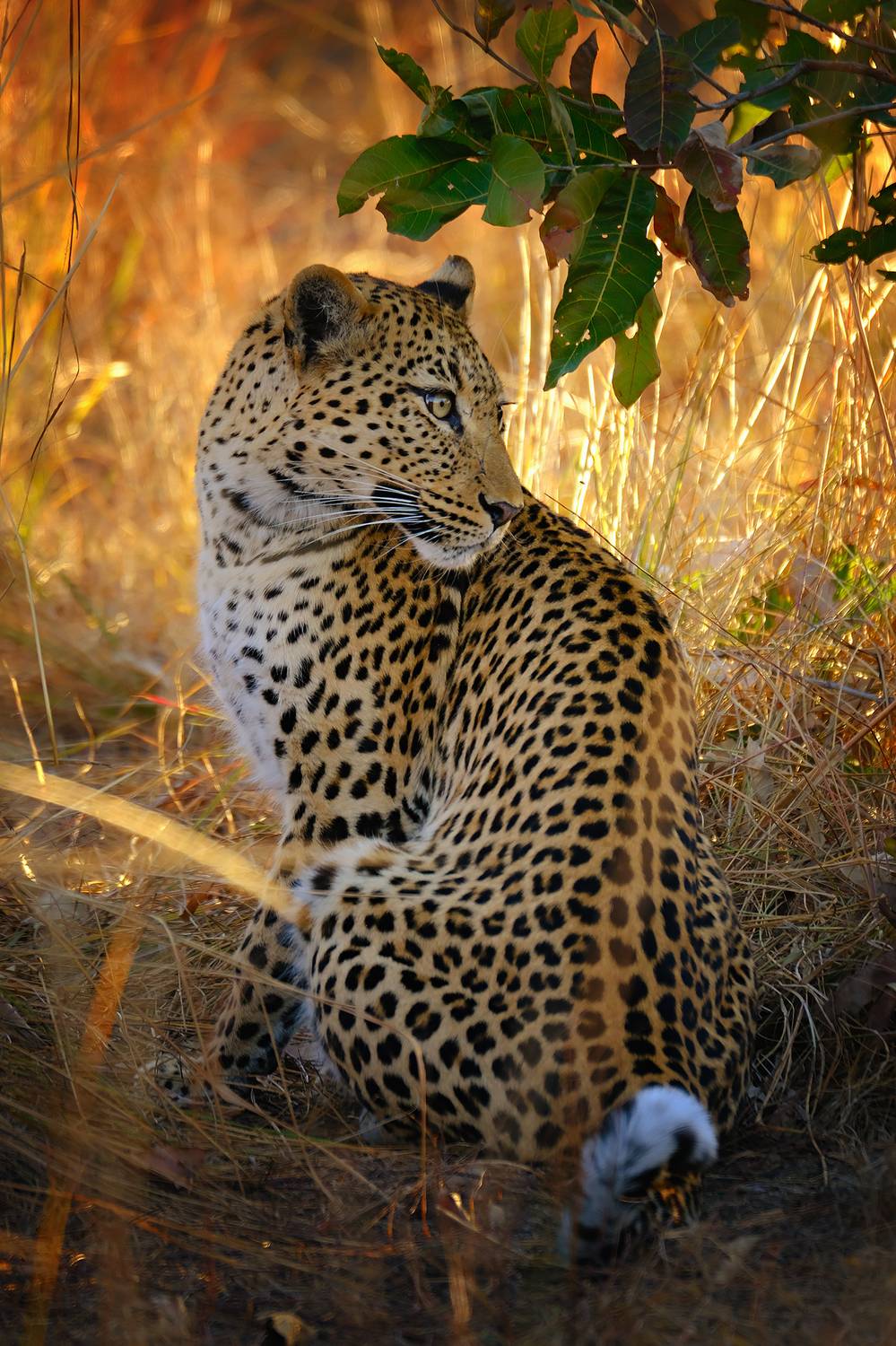 , Худзинская Ирина