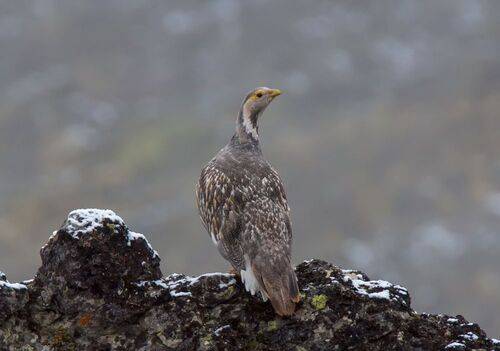 Кавказский улар