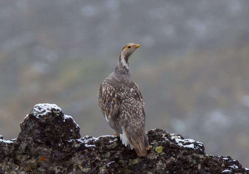 Кавказский улар фото превью