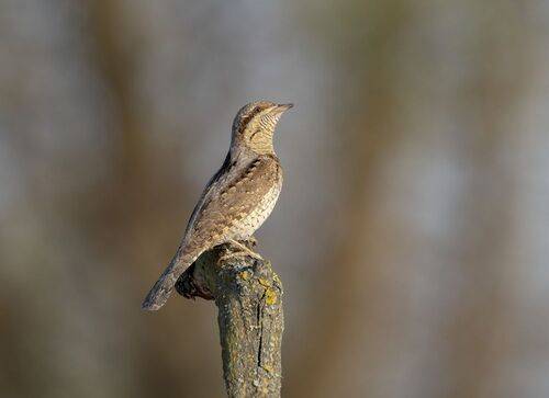 Вертишейка