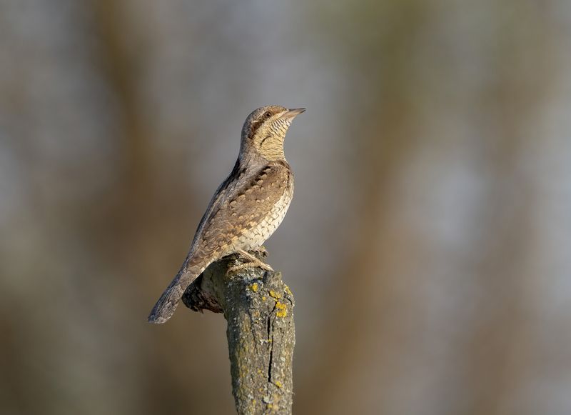 птицы,природа, лето Вертишейка фото превью