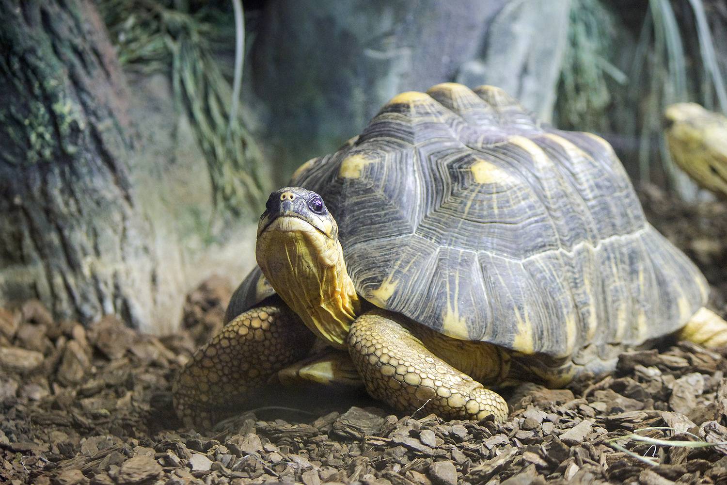 черепаха, лучистая черепаха, astrochelys radiata, КарОл