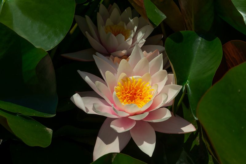 кувшинки,макро,природа Сердце темной воды фото превью