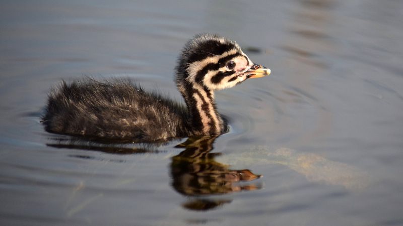 малыш фото превью