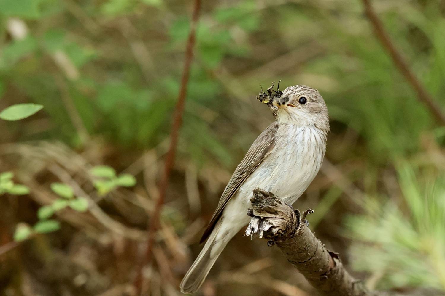 , Голубков Леонид