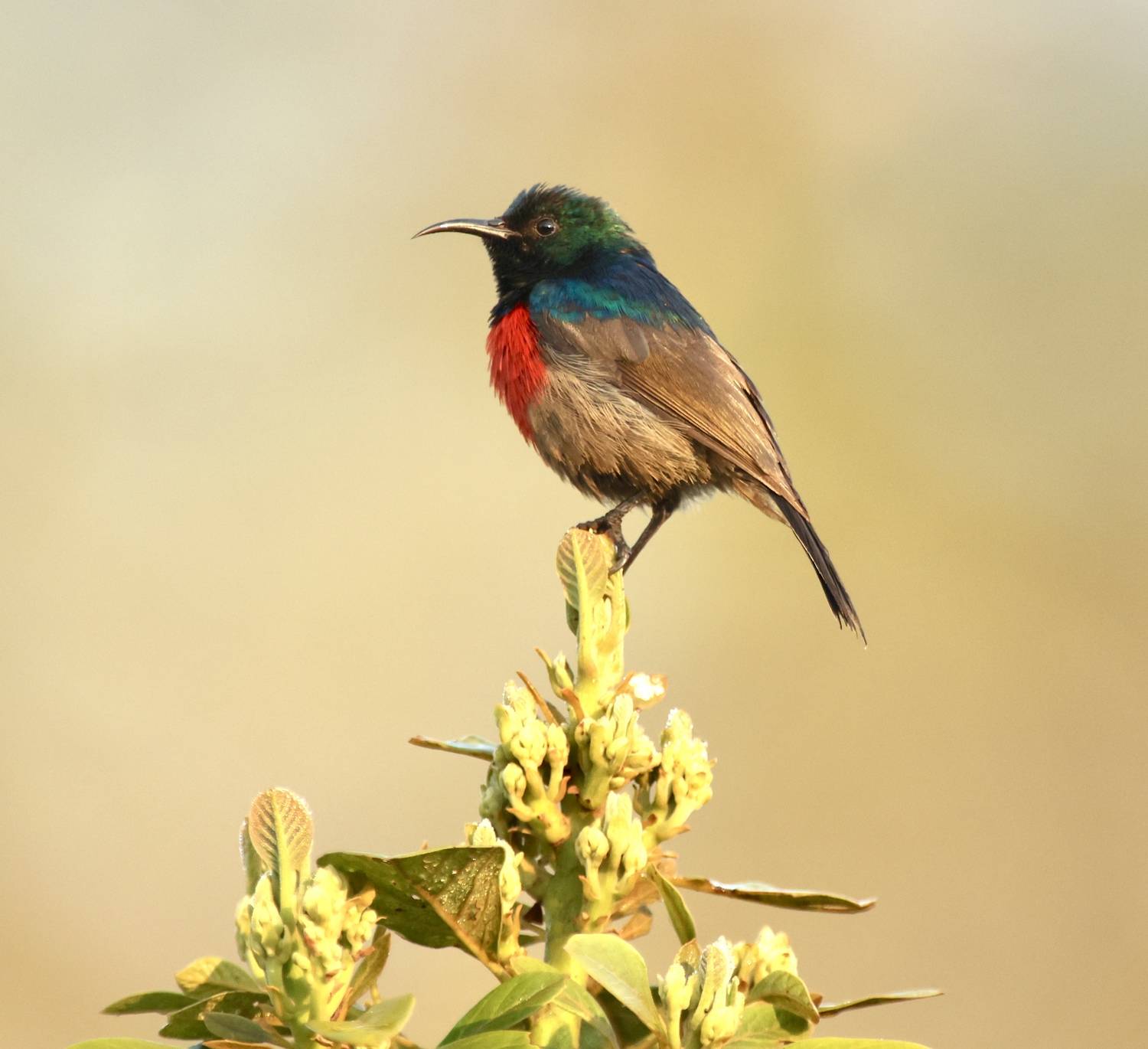 , Голубков Леонид