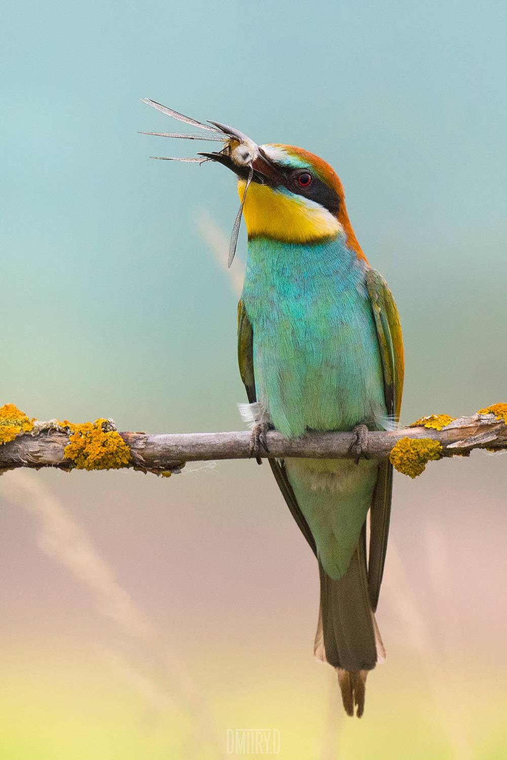 золотистая щурка,, Дмитрий Доронин