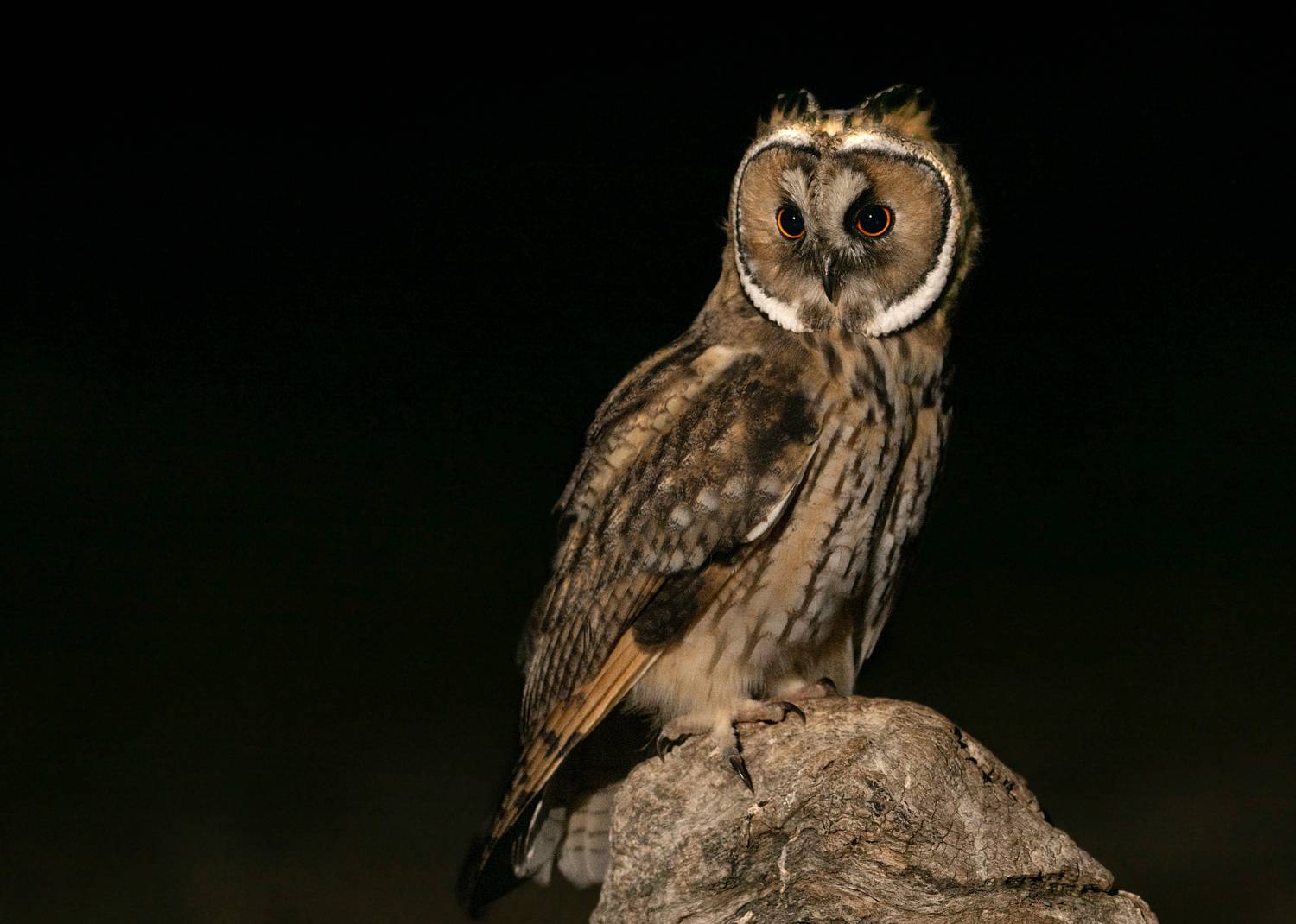 , Мартин Попов